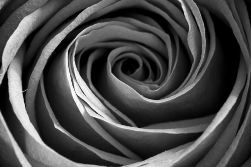 Fotografia de uma forma em espiral sem fundo em tons de cinza